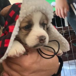Pembroke Welsh Corgi Puppies from Shenanigans Ranch