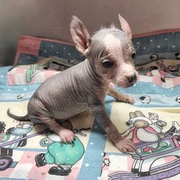 Ethan - Palomino male Chinese Crested puppy in Henderson, Kentucky from Western Kentucky Chihuahua’s and Chinese Crested’s