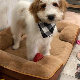 Berry - Parti female Goldendoodle puppy in Sugarcreek, Ohio from True Hearted Doodles