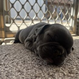 French Bulldog Puppies from Psycho Frenchies