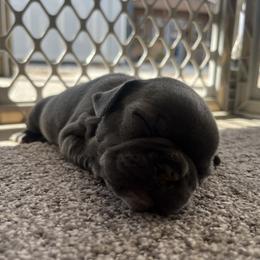 French Bulldog Puppies from Psycho Frenchies