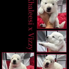 CHERRY GIRL - White female German Shepherd puppy in Apache Junction, Arizona from CS Vista Farms