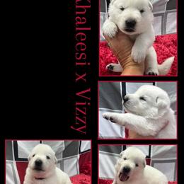 CHERRY GIRL - White female German Shepherd puppy in Apache Junction, Arizona from CS Vista Farms