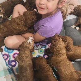 Goldendoodle Puppies from Life_on. Paws