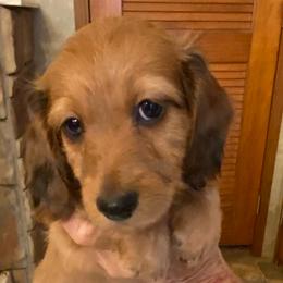 Duffy soft long wire 1850 - Red male Dachshund puppy in Elizabethtown, Kentucky from Teeny Tiny Puppy Tails