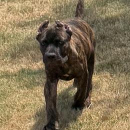 Boy1 - Chestnut brindle male Cane Corso puppy in Granbury, Texas from Revolutions Kennel
