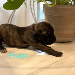 Prada - Brindle female Great Dane puppy in Aldie, Virginia from High Point Mountain Danes