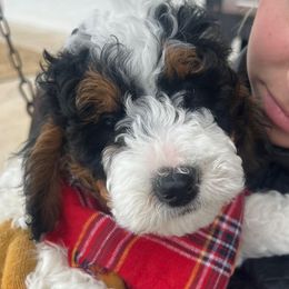 Ralphie - Black and white male Bernedoodle puppy in Fort Gibson, Oklahoma from Waggle Doodles