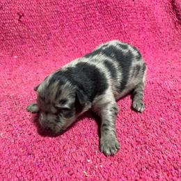 Armani - Blue merle female Australian Shepherd puppy in Whitwell, Tennessee from Owl Hollow Farm