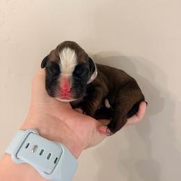 Purple - Fawn female Boxer puppy in West Haven, Utah from Shalyce's Boxers