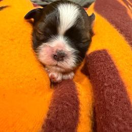 Boy 1 - Black gold and white male Shih Tzu puppy in Spartanburg, South Carolina from Vicky‘s precious paw’s