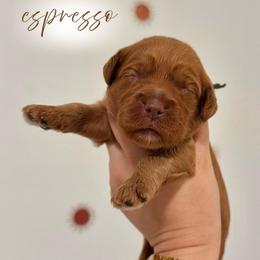 Espresso - Apricot male Goldendoodle puppy in Los Angeles, California from Canary Pawlm Doodles
