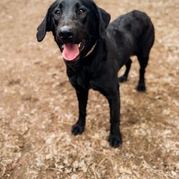 Mercy - Labrador Retriever