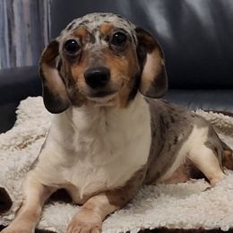 ANNIE - Dachshund