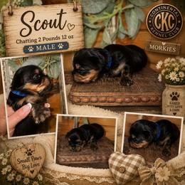 Scout G Sawyer - Black and gold male Morkie puppy in Dalton, Georgia from Southern Charm Precious Paws