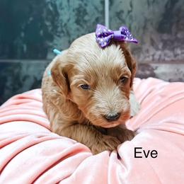 Eve - Apricot female Goldendoodle puppy in Pasco, Washington from Camp Doodle Woods