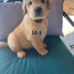 Golden Retriever Puppies from Emily Goetting