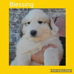 Blessing- yellow collar - White and badger female Great Pyrenees puppy in Mikado, Michigan from Brittain Family Farm