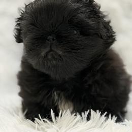 Midnight - Black male Pekingese puppy in Rochester Hills, Michigan from Dreamers Pekingese