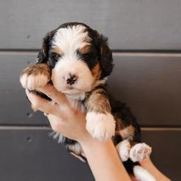 Bernedoodle and Bernese Mountain Dog Puppies from A + E Farms