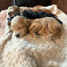Pistachio - Buff and white male Cockapoo puppy in Anderson, South Carolina from Cackalacky Companions