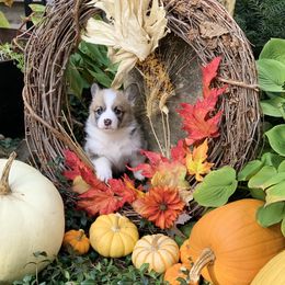 Pembroke Welsh Corgi Puppies from A&A’s Adorable Corgis
