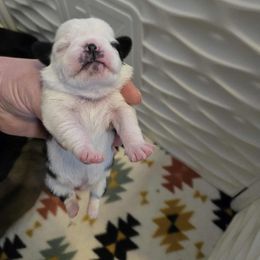 Boy 2 - Fawn male Pug puppy in Auburn, Kentucky from Prentice Family Pugs, Bugs & Corgis