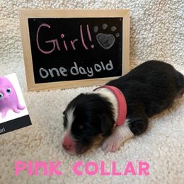 Australian Shepherd Puppies from Kayla's Aussies