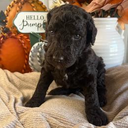 Comet-Boy 3 - Brown male Poodle puppy in Calimesa, California from Teakwood Poodles of SoCal