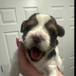 Dallas - Parti male Yorkshire Terrier puppy in Independence, Kentucky from 4paws4ever by Design