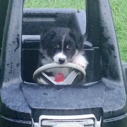 Miniature American Shepherd Puppies from Southern Star Miniature American Shepherds