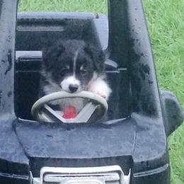 Miniature American Shepherd Puppies from Southern Star Miniature American Shepherds