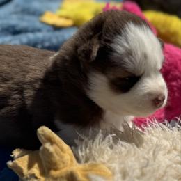 Cinnamon - Red and white female Pomsky puppy in Gunter, Texas from The Painted Pomsky