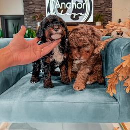 Bernedoodle, Cavapoo, Cavapoochon, Goldendoodle, and Yorkipoo Puppies from Anchor Dogs