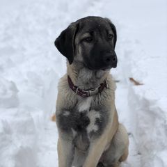 Kangal Puppies from Berecz Hollow Farm LLC