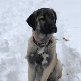 Kangal Puppies from Berecz Hollow Farm LLC
