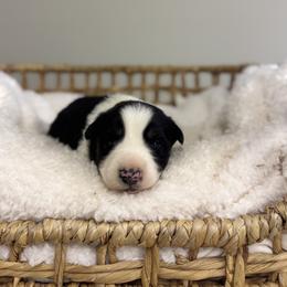 Black Tri Male 1 - Black tri male Miniature Australian Shepherd puppy in Stuart, Virginia from Apple Tree Mini Aussies