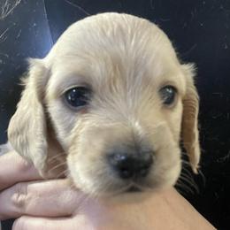 Fabio - Cream male Dachshund puppy in Bigfork, Minnesota from Dachshunds Up North