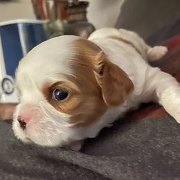Cavalier King Charles Spaniel Puppies from Christina’s Cavaliers