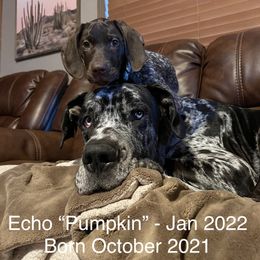 German Shorthaired Pointer All Grown Up from Tricia's GSPs