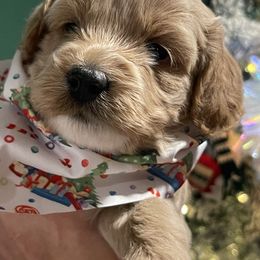 Cupid - Apricot male Goldendoodle puppy in Home, Pennsylvania from Plum Creek Acres Next Generation