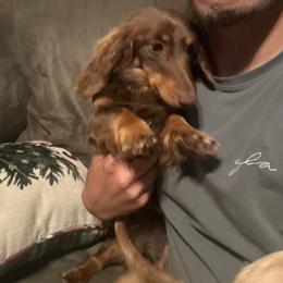 Kona - Dachshund