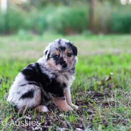 Cappuccino - Blue merle male Australian Shepherd puppy in Stephenville, Texas from AW Standard Aussies