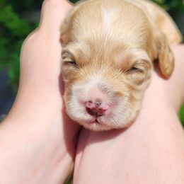 Boy 4 - Buff male Cockapoo puppy in Virginia Beach, Virginia from Christine's cockapoos