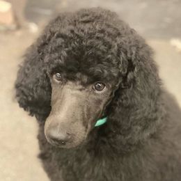 Poodles from Moulin Rouge Standard Poodles
