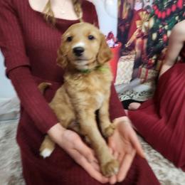 Goldendoodle Puppies from Goldendoodles from Goshen Blessings