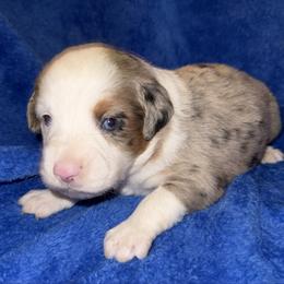 Garth Brooks - Blue merle male Miniature Australian Shepherd puppy in Godley, Texas from Bradley Kennels