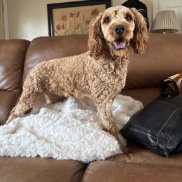 Roxie - Goldendoodle