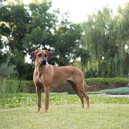 Rhodesian Ridgeback Puppies from Aziza Ridgebacks