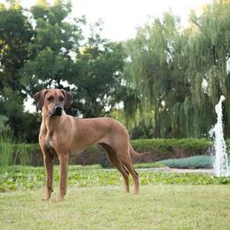Rhodesian Ridgeback Puppies from Aziza Ridgebacks